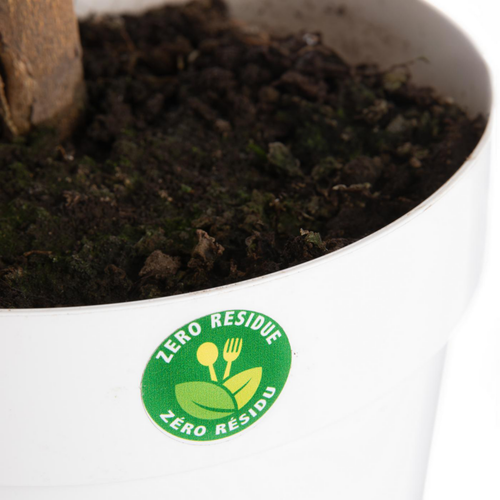 Visuel 1 du produit Citronnier carrubaro - en pot de 5 L