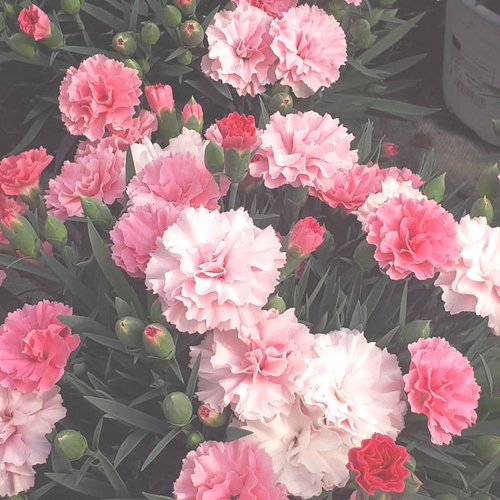 Visuel 1 du produit Œillet I Love You tricolore - Le pot de 1 litre