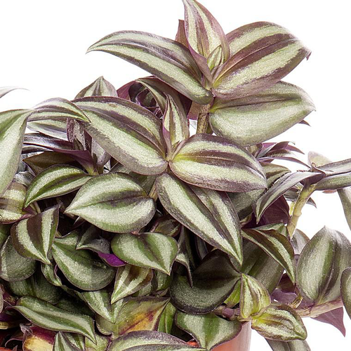 Visuel 1 du produit Tradescantia - Le pot de 2 litres