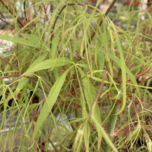 Visuel 1 du produit Érable du Japon Koto no Ito vert. Le pot de 5 litres, 60/80 cm