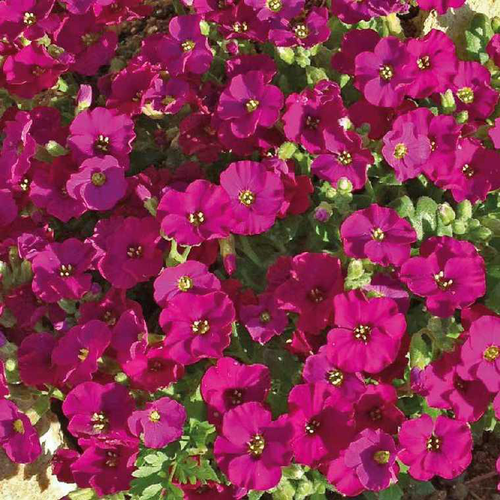 Visuel 1 du produit Aubriete rouge Carmin - Le pot de 9 x 9 cm