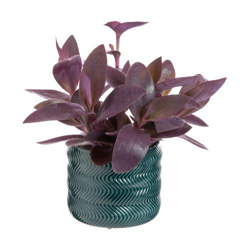Visuel 2 du produit Tradescantia mix avec son cache-pot coloris rose - Ø 12 cm