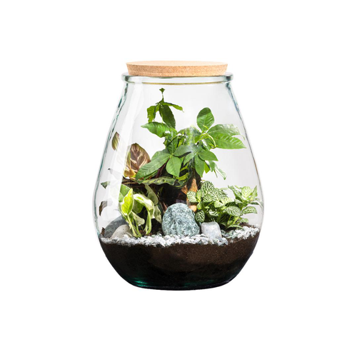 Visuel 1 du produit Terrarium autonome botanic® Darasa - Taille L Ø 29 cm H 35,5 cm
