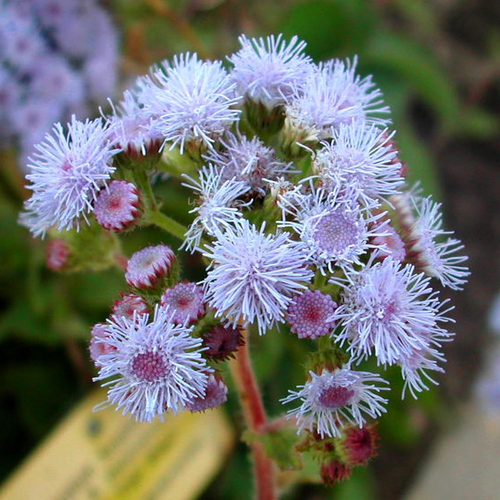 Visuel 1 du produit Ageratum ou Agérate bleu. La barquette de 6 godets