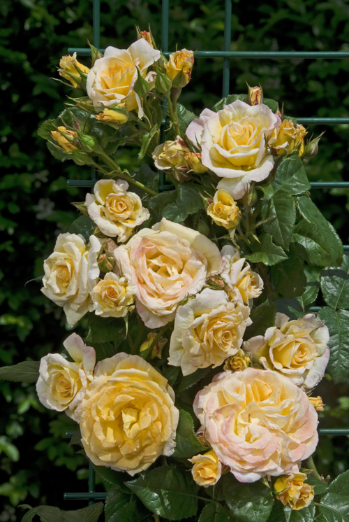 Visuel 1 du produit Rosier Grimpant Johan Jongking® 'Chewalbygold' - Le pot de 7,5 litres