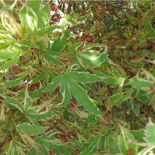 Visuel 1 du produit Érable du Japon Butterfly vert marginé crème. Le pot de 3 litres