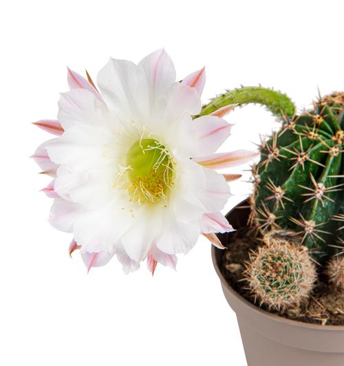 Visuel 5 du produit Cactus mix botanic®. Le pot de Ø 9 cm