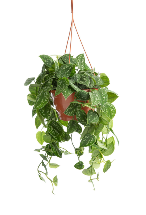 Visuel 1 du produit Pothos Pictus argenté. La suspension Ø 17 cm