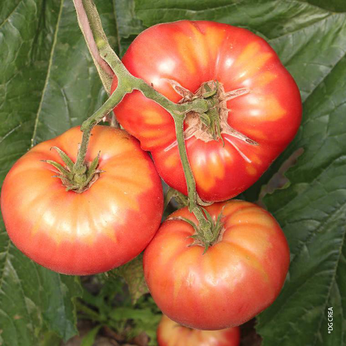 Visuel 1 du produit Tomate côtelée Brandywine bio. Le pot de 10,5 cm