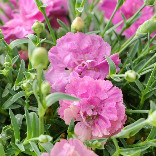 Visuel 1 du produit Œillet nain shooting star rose en pot de 2