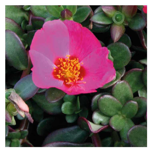 Visuel 1 du produit Pourpier Samba violet - Le pot de 9 x 9 cm