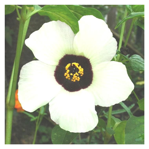 Visuel 1 du produit Hibiscus Sabdariffa - Le pot de 3 litres