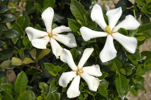 Visuel 1 du produit Gardénia jasminoides Pinwheel PIIGA-I blanc. Le pot de 3,5 litres
