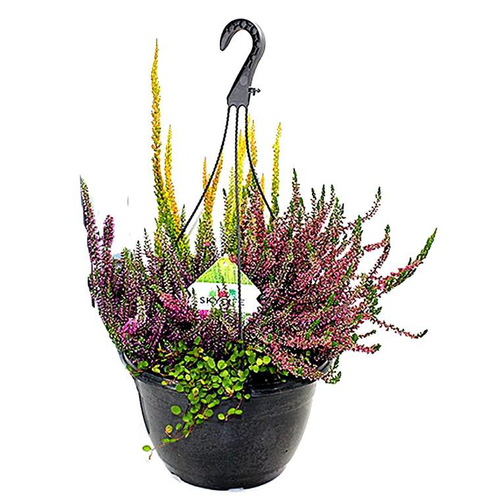 Visuel 1 du produit Erica Melangees Suspension - La suspension de 25 cm