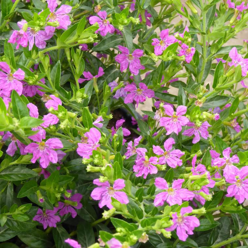 Visuel 1 du produit Cuphea ou Bruyère du Mexique à fleurs multicolores - Le pot de 3 litres
