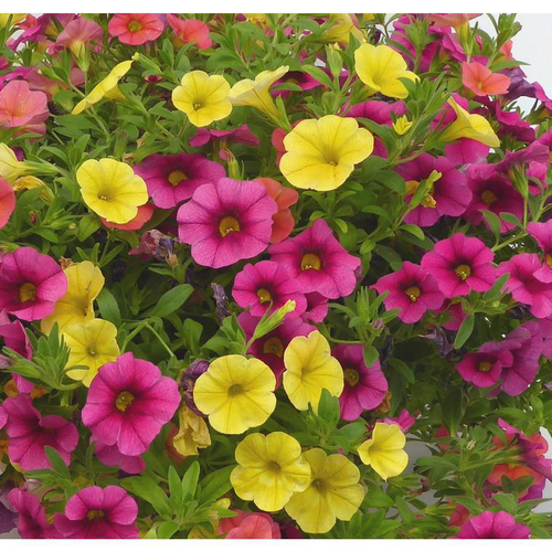 Visuel 1 du produit Calibrachoa (mini Pétunia) à fleurs multicolores - Le pot de 3 litres