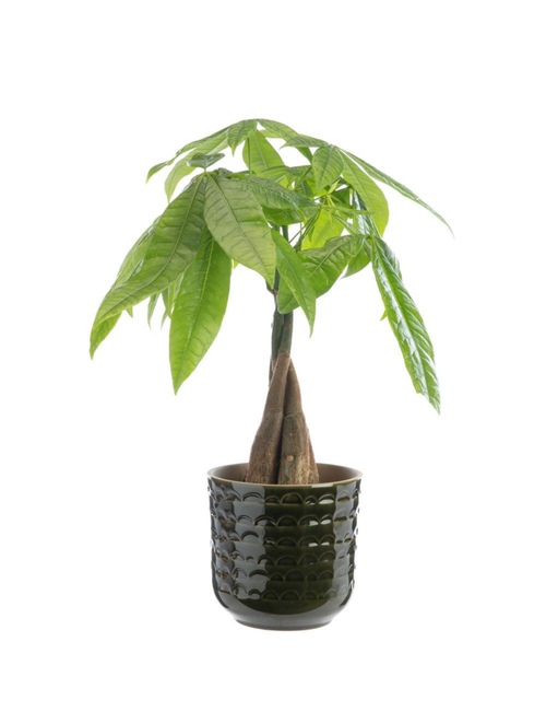 Visuel 4 du produit Plantes vertes sur tige variétés au choix avec cache-pot en céramique. Le cache-pot Ø 12 cm