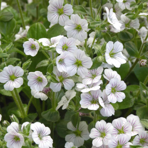 Visuel 1 du produit Gypsophila Cerastioides - Le pot de 2 litres