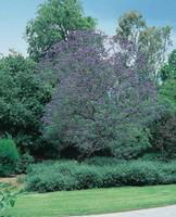 Visuel 1 du produit Jacaranda Mimosifolia rouge en pot de 5 L