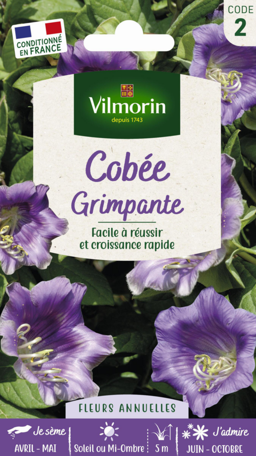 Visuel 1 du produit Cobée grimpante Vilmorin - graines à semer