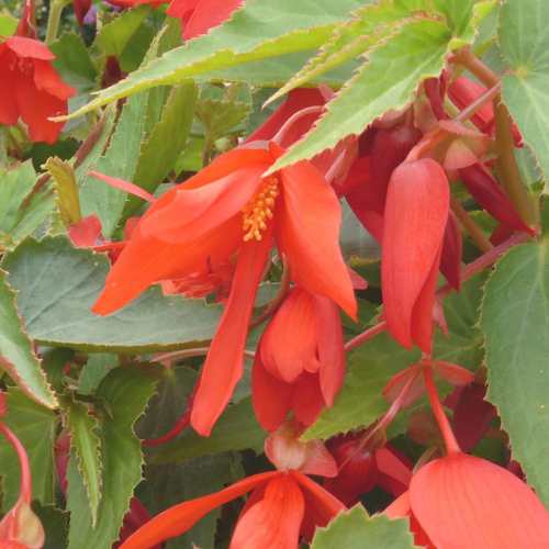 Visuel 1 du produit Begonia Summerwing. Le pot de 14 cm