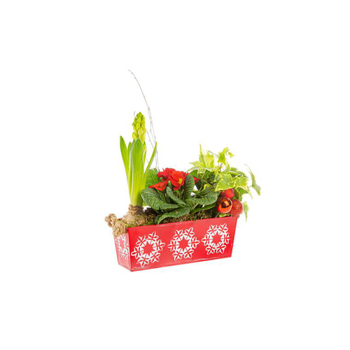 Visuel 1 du produit Jacinthe Prim Hedera Jardinière Zinc Flocon rouge
