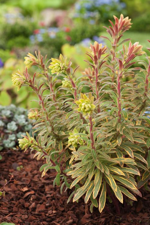 Visuel 1 du produit Euphorbe ‘Ascot Rainbow’ - Le pot de 2 litres