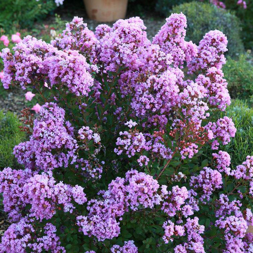 Visuel 1 du produit Lagerstroemia Indica With Love Eternal violet. Le pot de 4 litres
