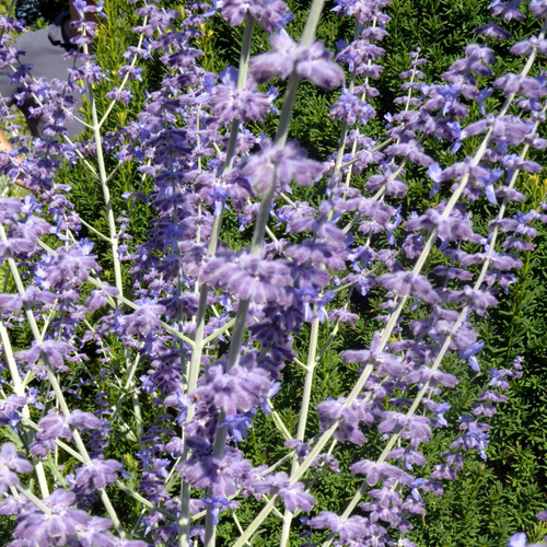 Visuel 2 du produit Perovskia coloris bleu - 4 L