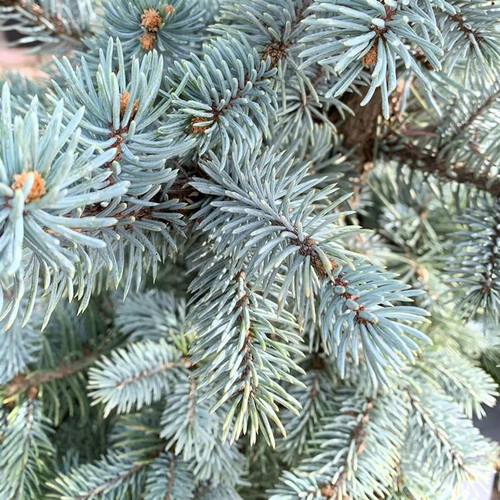 Visuel 1 du produit Epicea du Colorado (Picea Pungens) Hoopsii 80/100. Le pot de 35 litres