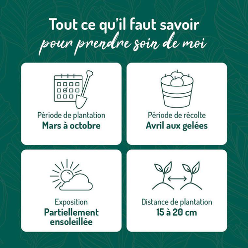 Visuel 2 du produit Persil Frise Bio - Le pot de 2,5 litres