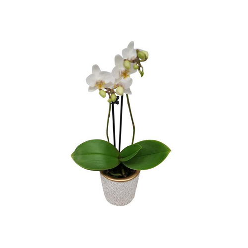 Visuel 1 du produit Phalaenopsis avec cache-pot Ø 6 cm