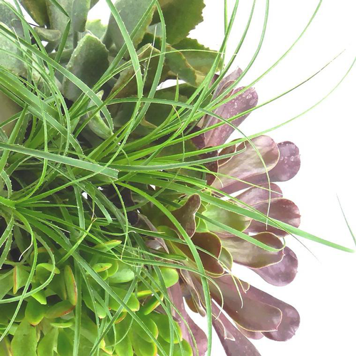 Visuel 1 du produit Succulentes - Le pot de 28 cm