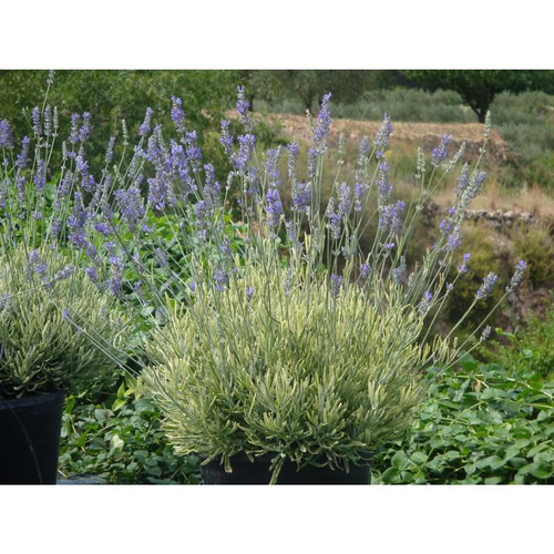 Visuel 1 du produit Lavande Platinum Blonde. Le pot de 4 litres