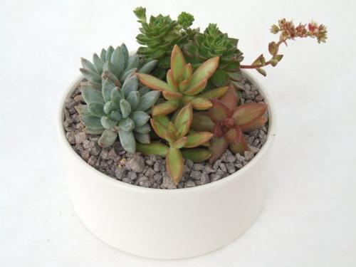 Visuel 4 du produit Composition de cactus. La coupe en céramique