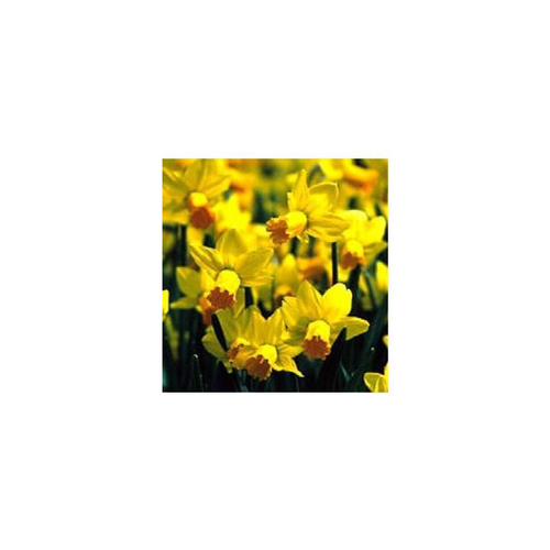 Visuel 1 du produit Narcisse tête a tête grillage et tissus - La composition