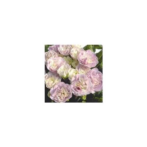 Visuel 1 du produit Primula Belarina Pink Champagne - Le pot de 1 litre