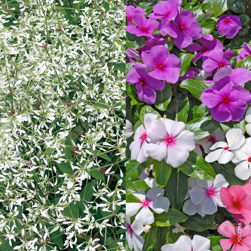 Visuel 1 du produit Pervenche + Euphorbe - La coupe de 27 cm