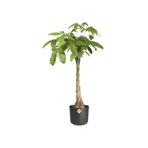 Visuel 3 du produit Cache-pot anthracite Elho b.for soft - Ø 22 cm