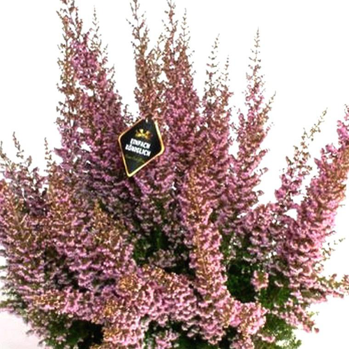 Visuel 1 du produit Erica Canaliculata - Le pot de 13 cm