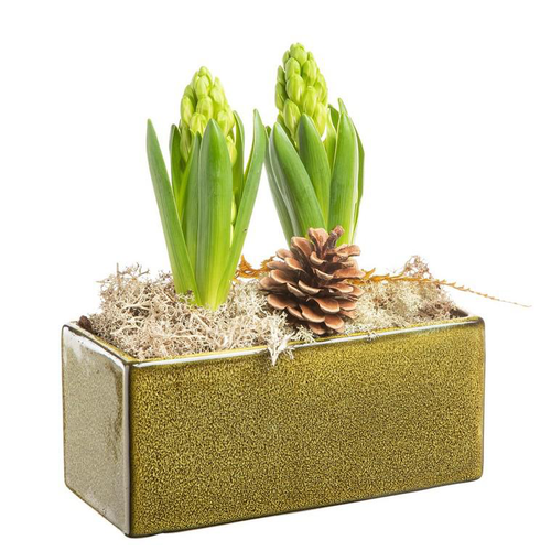 Visuel 1 du produit Composition de Noël jacinthe x 2 Jardinette verte