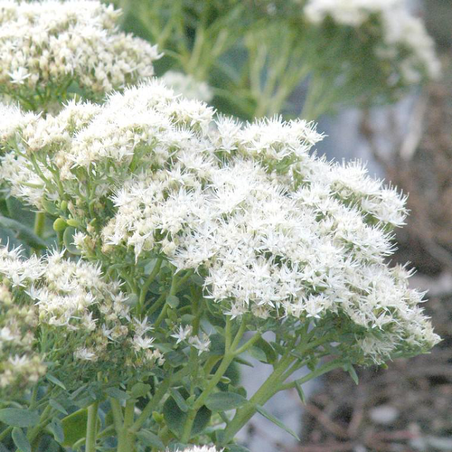 Visuel 1 du produit Sédum iceberg blanc en pot de 2 L