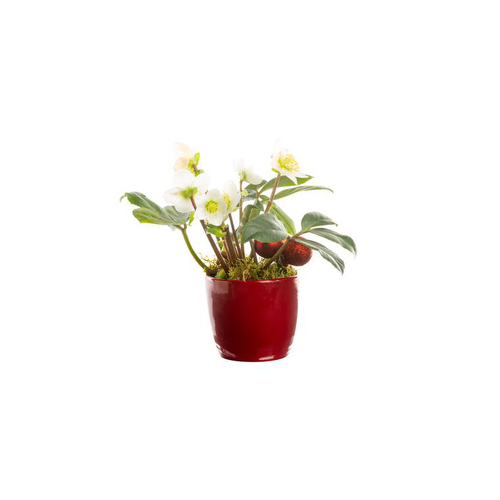 Visuel 1 du produit Hellebore Pot Ceramique rouge