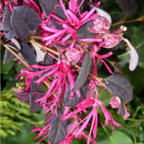 Visuel 1 du produit Loropetalum Chinense Fire Dance rose en pot de 9 L