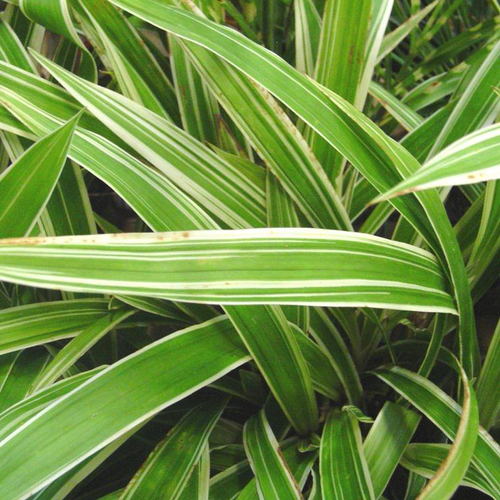 Visuel 1 du produit Carex morrowii Ice Dance ou Laîche du Japon vert - Le pot de 1 litre