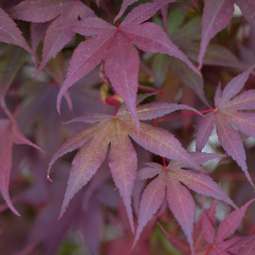 Visuel 1 du produit Érable du Japon variété Bloodgood rouge. Le pot de 15 litres