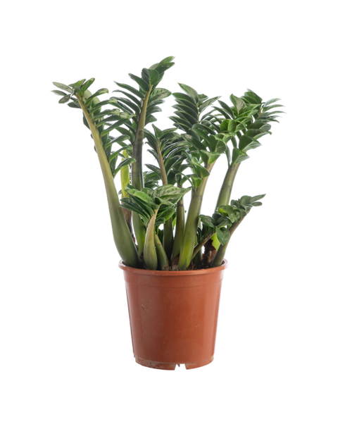 Visuel 1 du produit Zamioculcas Zanzi vert. Le pot Ø 21 cm