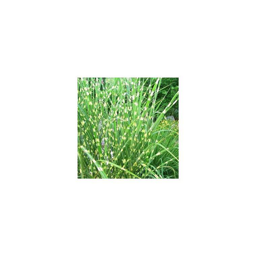 Visuel 1 du produit Miscanthus Sinensis Gold Breeze - Le pot de 3 litres