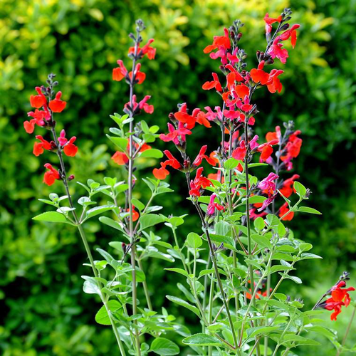 Visuel 1 du produit Sauge royal bumble rouge en pot de 2 L