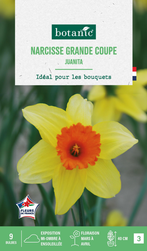 Visuel 1 du produit Narcisse grande coupe juanita botanic® - 9 bulbes